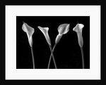 Calla lilies in a row by Assaf Frank